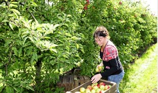 Cueillette de pommes