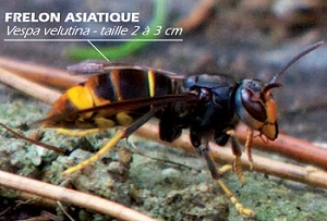 frelon asiatique